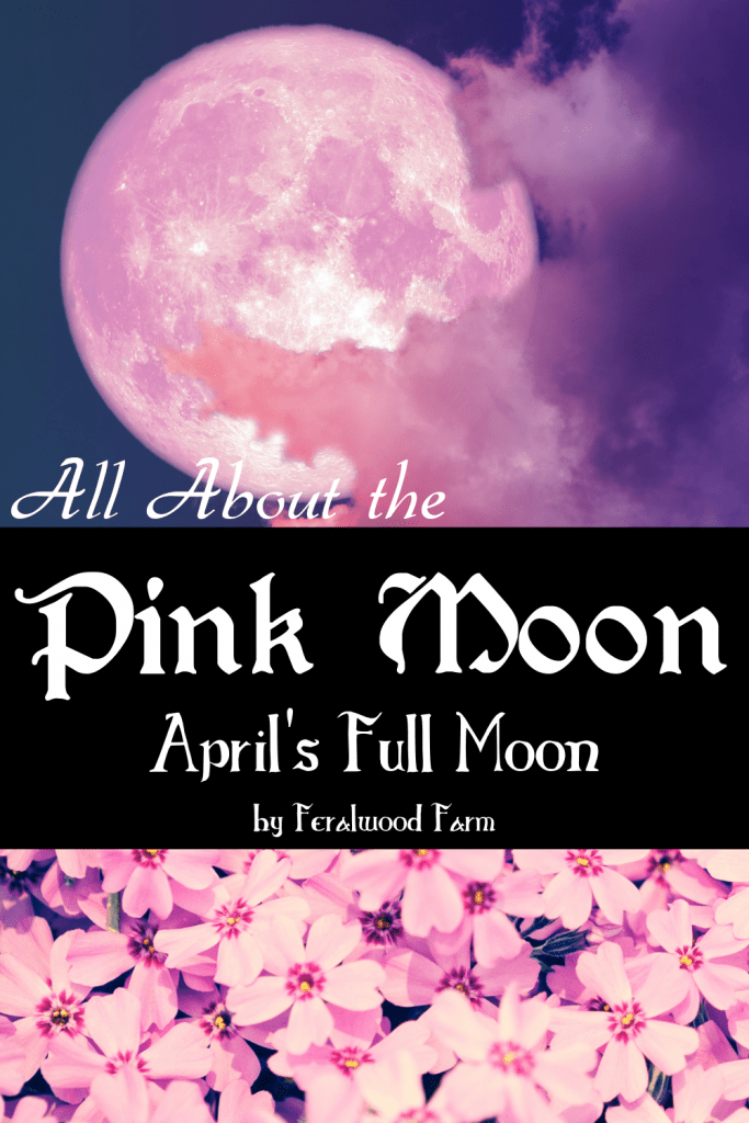 An aesthetic 'Pin It' graphic for the Pink Moon, April’s Full Moon, featuring a glowing pink-hued moon, bold text reading 'All About the Pink Moon: April's Full Moon by Feralwood Farm,' and a background of vibrant pink flowers representing spring renewal.