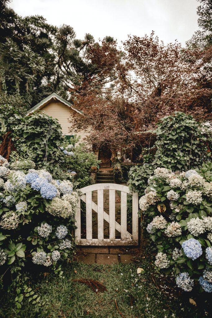 A charming wooden gate surrounded by lush hydrangea bushes in full bloom, with a cozy cottage and leafy trees in the background. The vibrant blue and white flowers evoke a serene, magical atmosphere perfect for springtime.