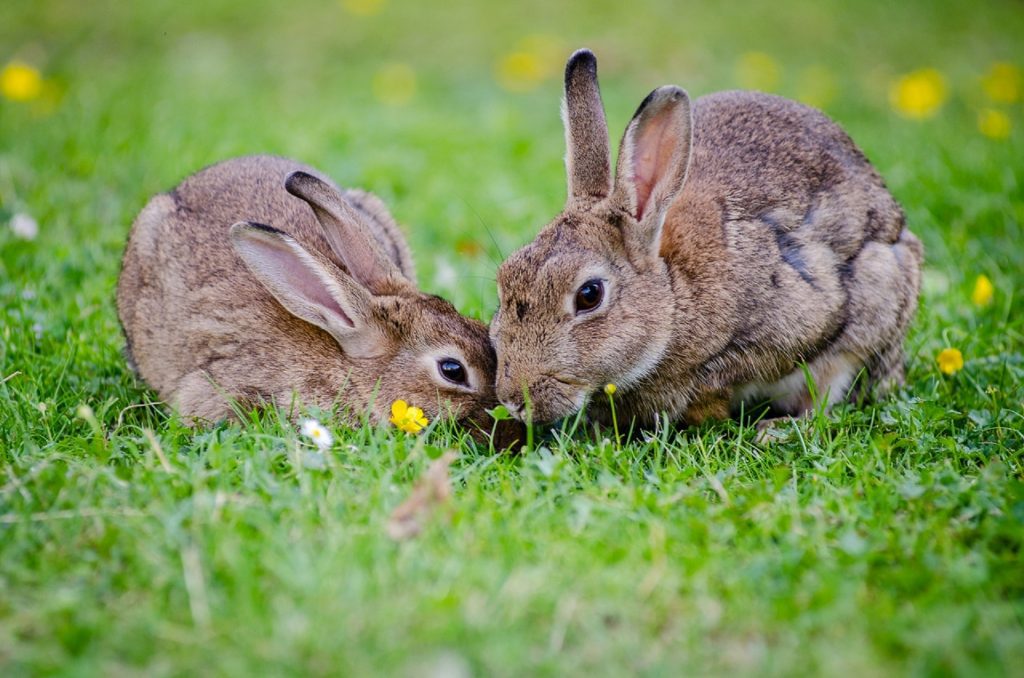 Learn about the Spring Equinox & third sabbat on the Wheel of the Year: Ostara. All the history, correspondences, magickal workings, and more.