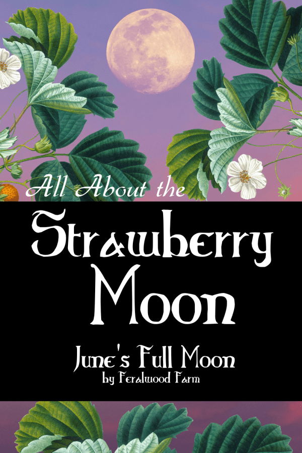 All About The Strawberry Moon June s Full Moon Feralwood Witch All about the strawberry moon june s full moon feralwood witch